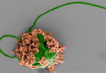 機械学習で「免疫年齢」を予測―マウス免疫細胞のパターンから老化を高精度に予測